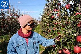 リンゴ収穫体験の様子。