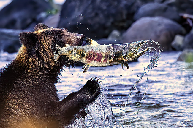 危機的状況 熊vs鮭
