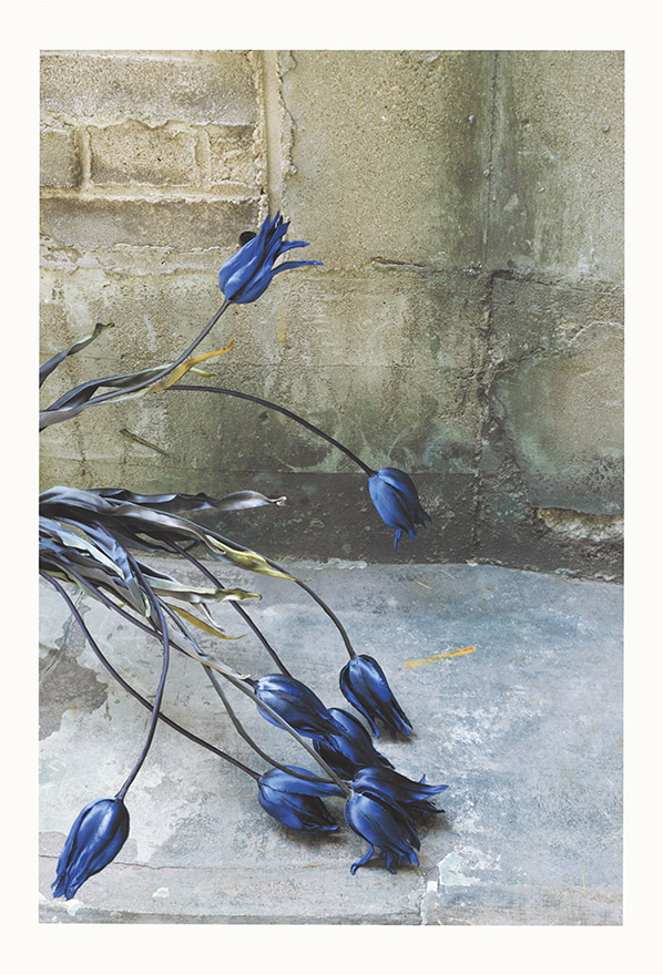 「PX1VL」でプリントされた千代田さんの作品。被写体の質感や立体感が優れているだけでなく、深く鮮やかなブルーの表現がふたりを魅了した