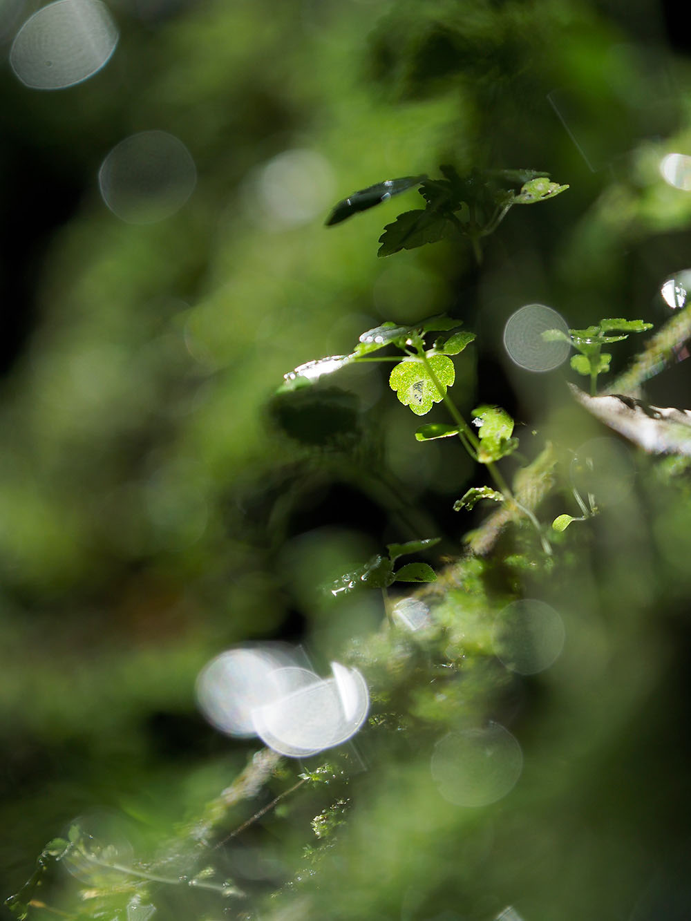 陽が射しているこのようなシーンは「Natural」、光が入らない渓谷や谷間のシーンは「Vivid」を基準にすると色作りがしやすい 