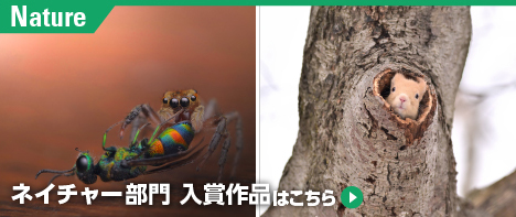 ネイチャー部門入賞作品はこちら