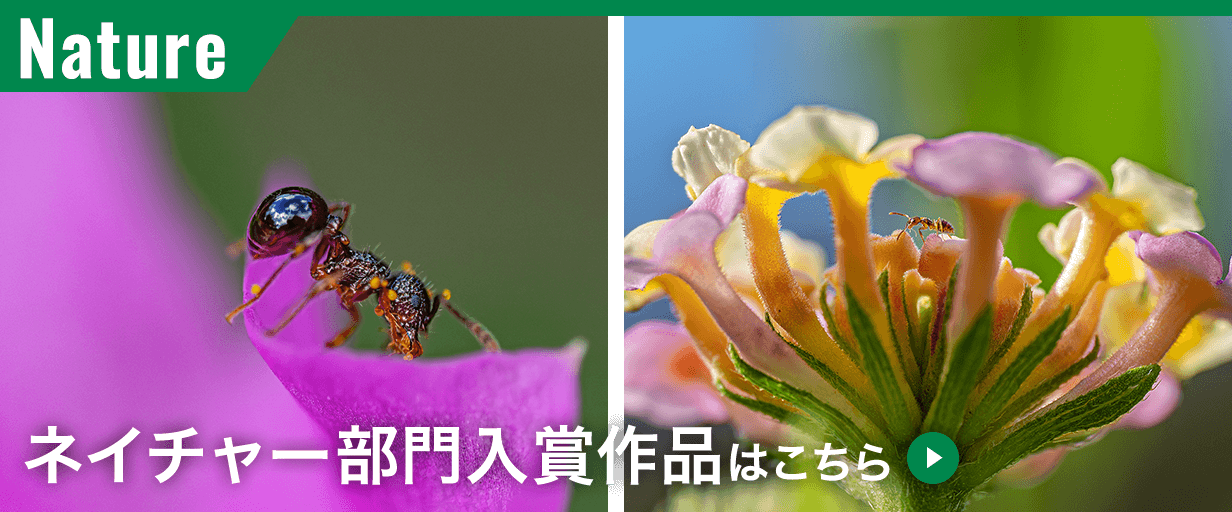 ネイチャー部門入賞作品