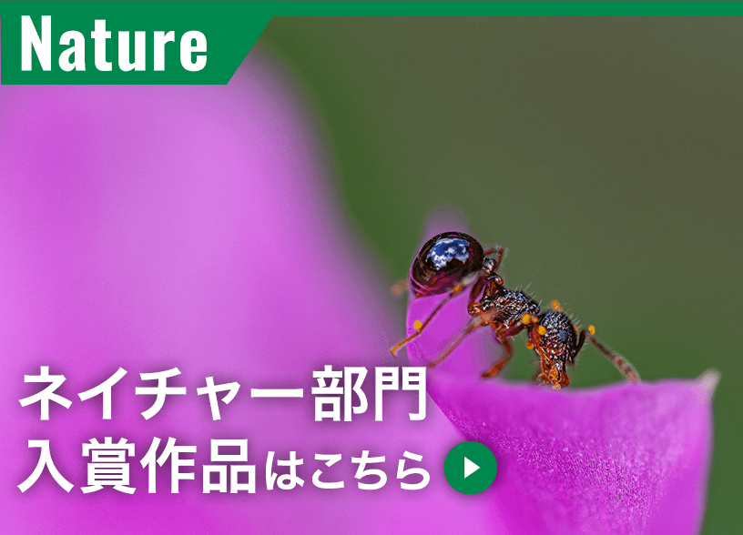 ネイチャー部門入賞作品