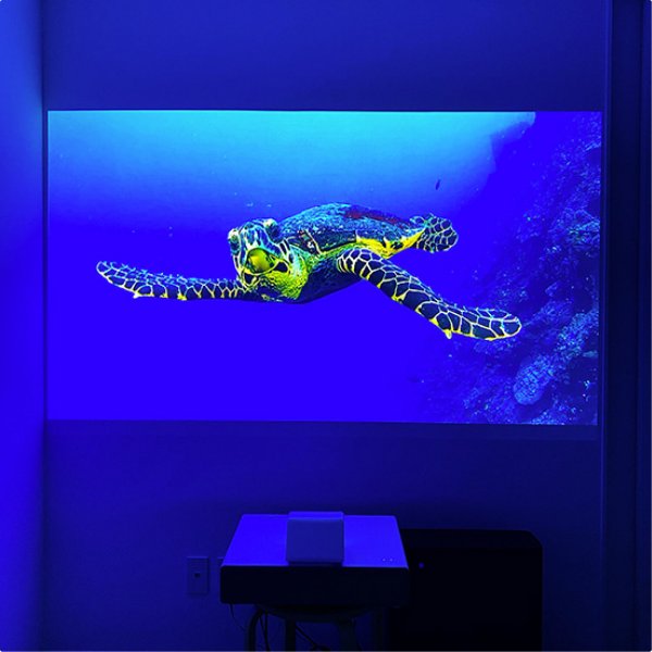 亀の投写イメージ