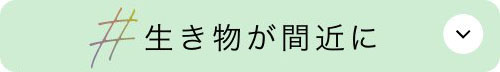 生き物も間近に