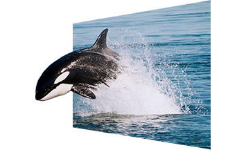 左右独立ディスプレイで、クロストークのない3D映像