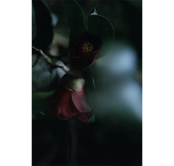 上田 義彦写真展『椿の庭』