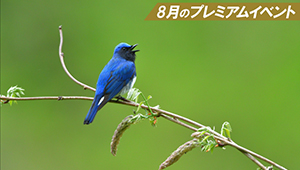8月のプレミアムイベント 「野鳥写真への誘い」スペシャルゲスト：中野耕志氏