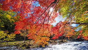 「秋・紅葉を写す」～美しい四季の風景写真講座～ 講師：写真家 福田健太郎氏