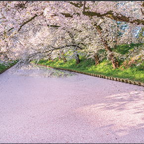 美しい四季の風景写真講座「春・桜作品の講評」